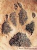 Pfoten abdruck von Leo
