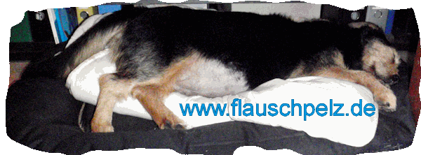 Leo mit Dickem Bauch